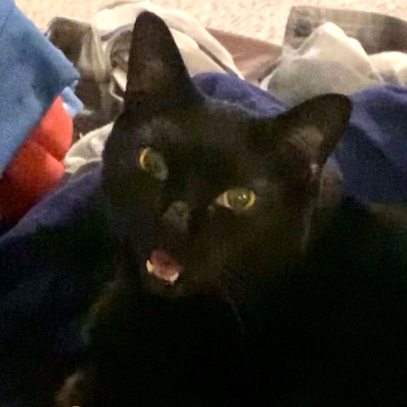 Meet your Posher, Laci - Picture 1 of 1